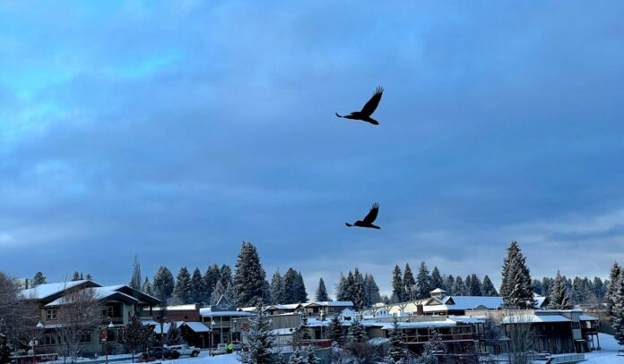 McCall