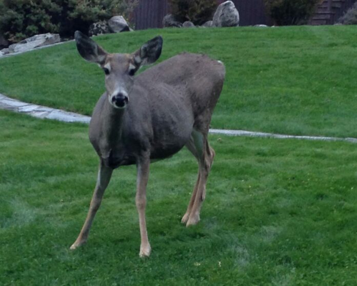 McCall deer