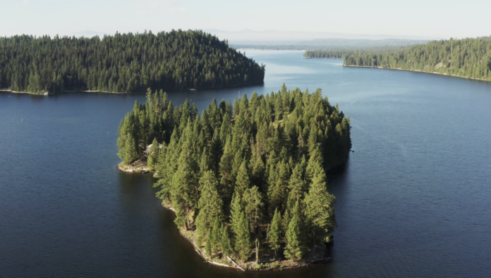 Cougar Island auction